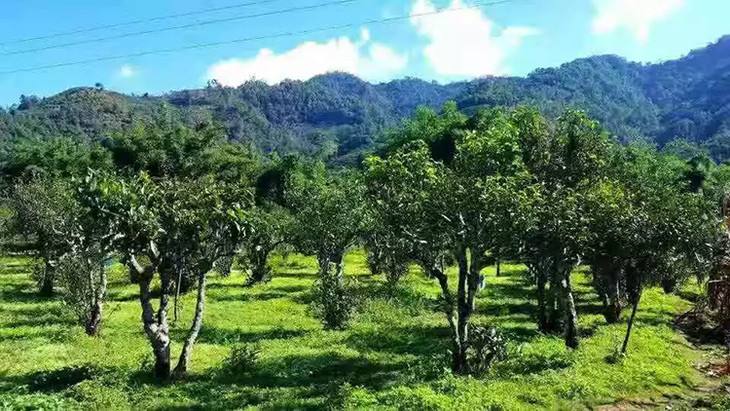 2022年景谷秧塔古樹春茶特點(diǎn)是什么？