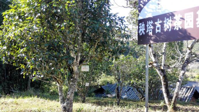 2022年景谷秧塔古樹(shù)春茶詳情介紹！