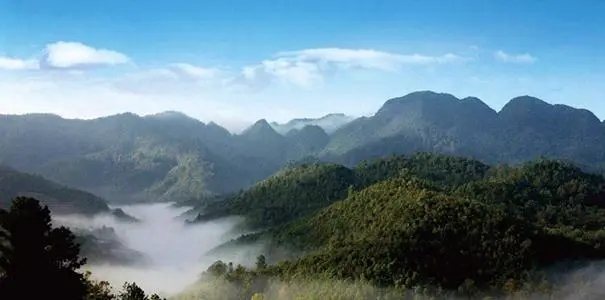 2022年景谷苦竹山古樹春茶口感？