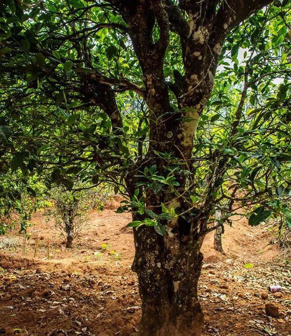 2022年景谷苦竹山古樹(shù)春茶特點(diǎn)是什么？