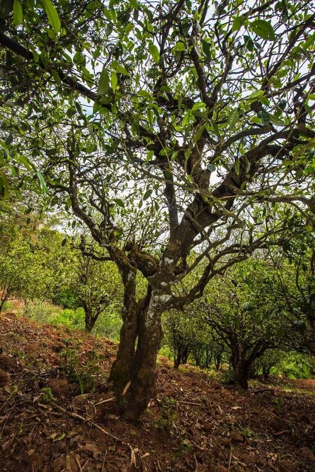 2022年景谷苦竹山古樹春茶多少錢一公斤？