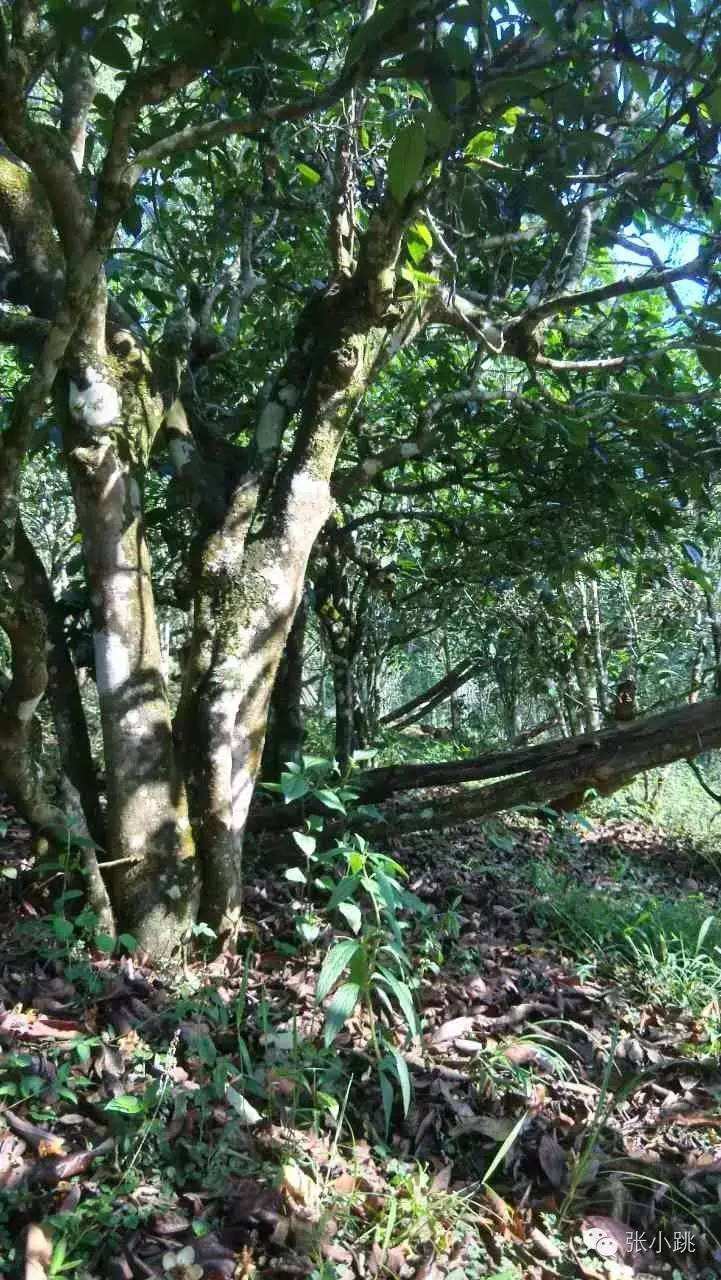 2022年景谷苦竹山古樹春茶價(jià)格多少？