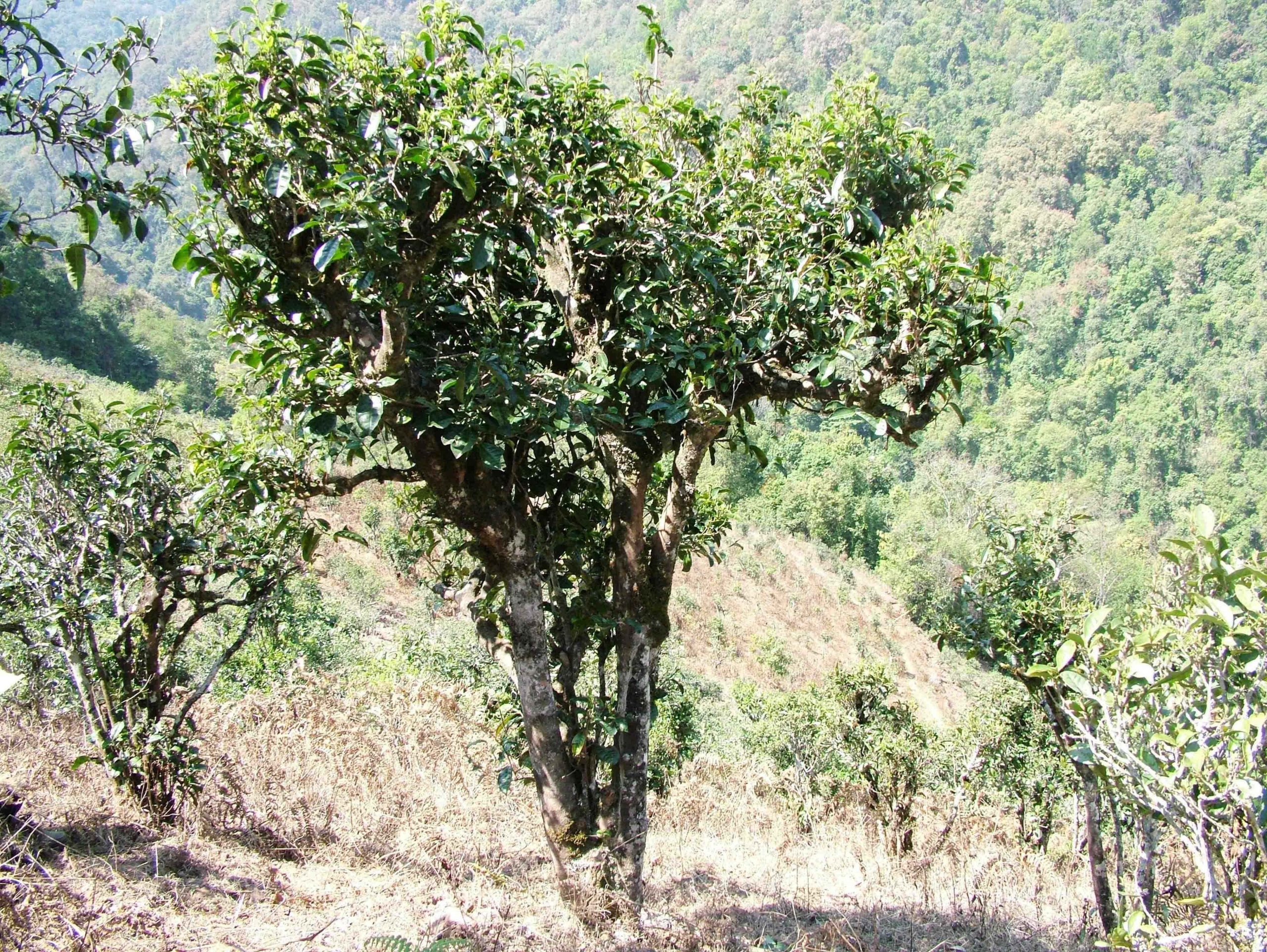 2022年景東御筆古樹春茶口感是什么？