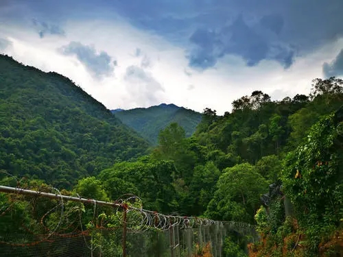 2022年景東御筆古樹春茶價(jià)格多少？