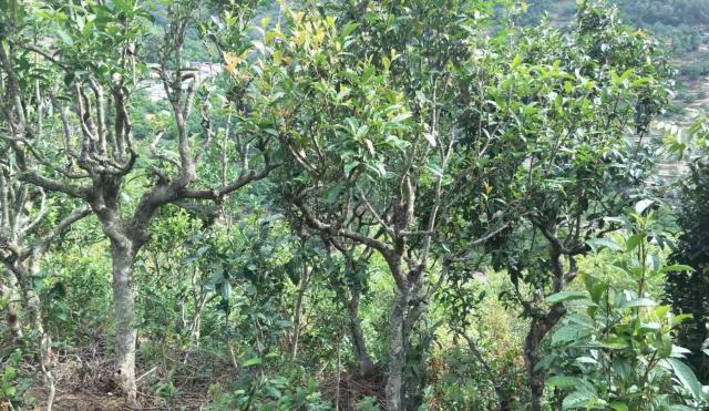 2022年景東金鼎古樹春茶口感特點(diǎn)？