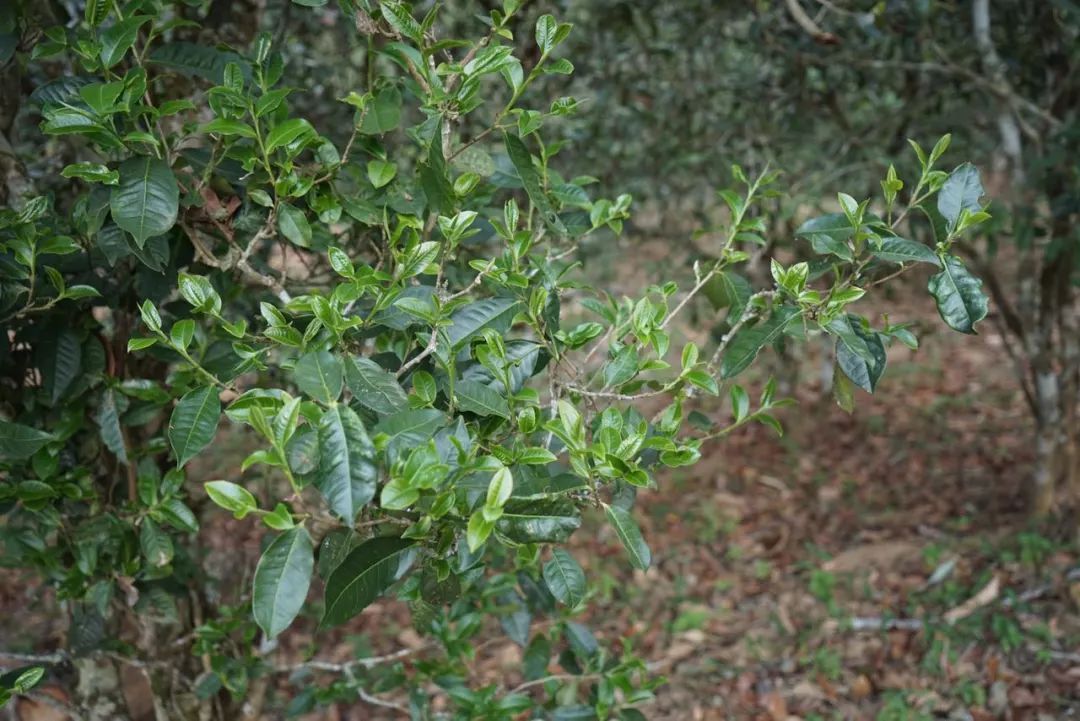 2022年景東哀牢山古樹春茶價格多少？