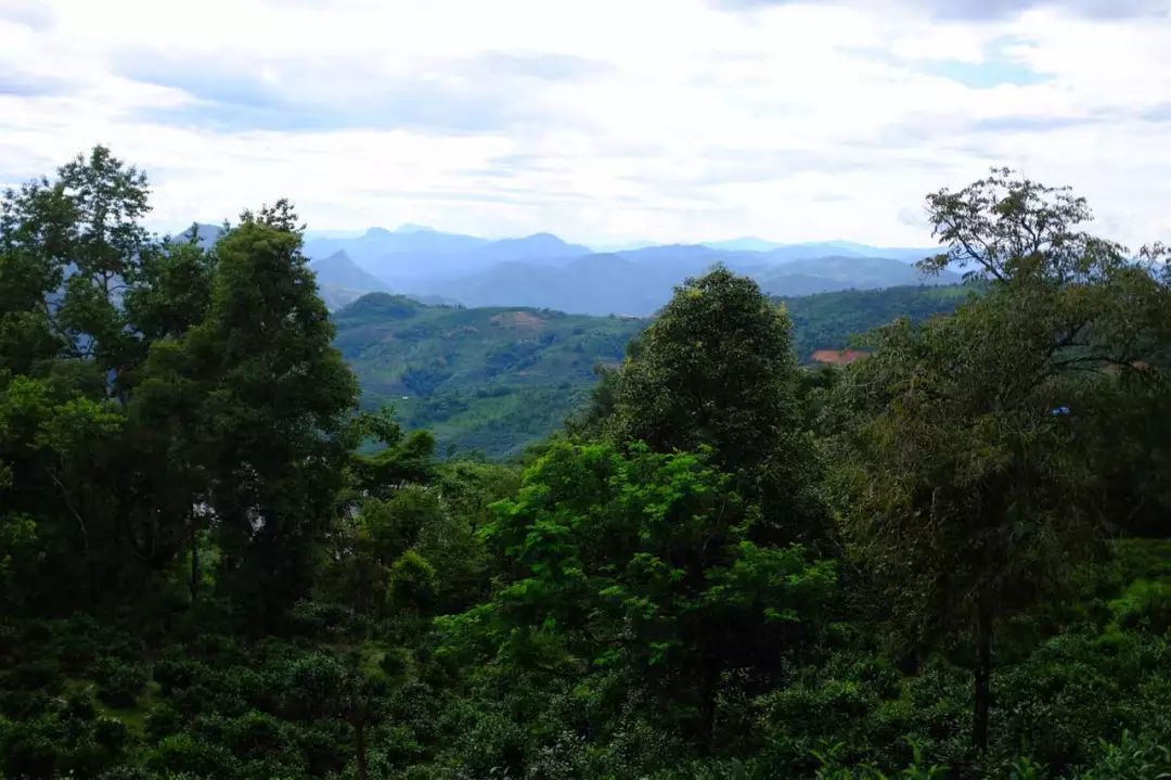 2022年景東祭茶祖 迎春茶，古樹春茶多少錢一公斤？