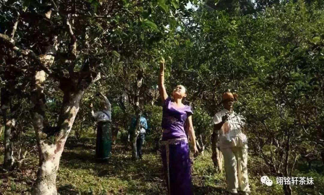 2022年鎮(zhèn)沅爺號(hào)大爺馬鄧古樹(shù)春茶特點(diǎn)？