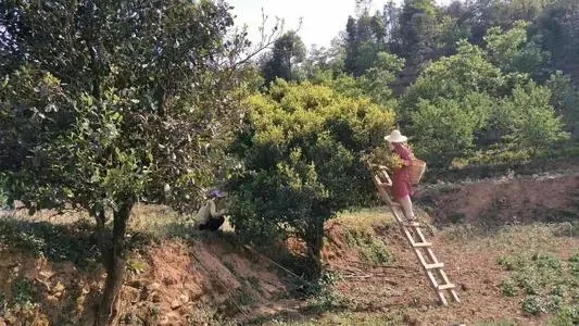 2022年鎮(zhèn)沅馬鄧古樹(shù)春茶口感是什么？