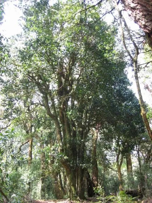 2022年鎮(zhèn)沅馬鄧古樹春茶價格是多少？