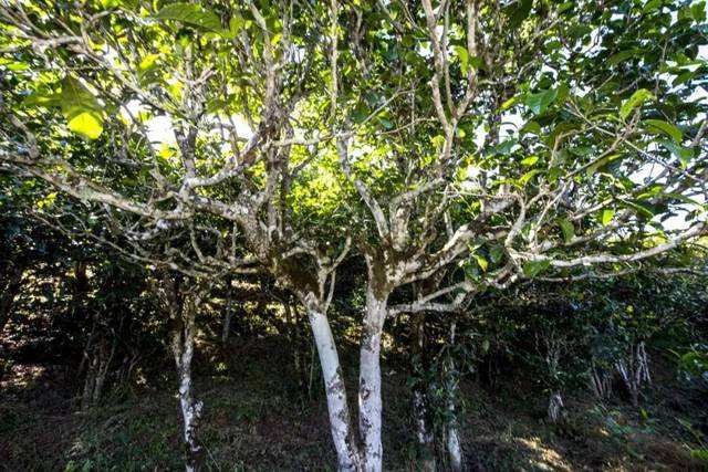 2022年鎮(zhèn)沅老海塘古樹春茶價格？