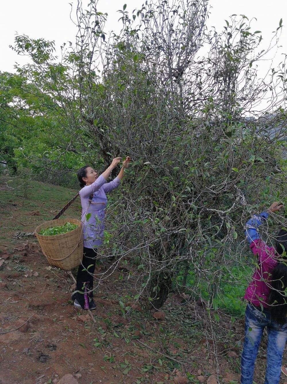 2022年鎮(zhèn)沅打筍山古樹春茶口感？
