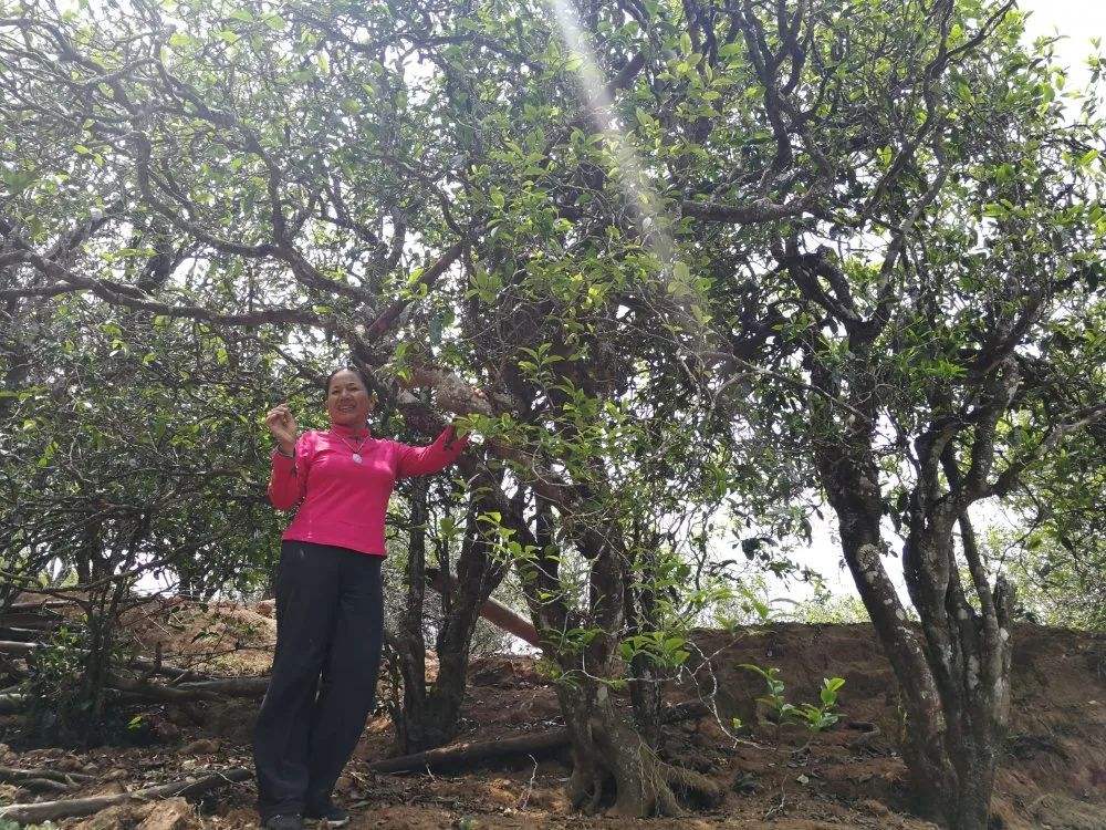 2022年鎮(zhèn)沅打筍山古樹春茶特點？