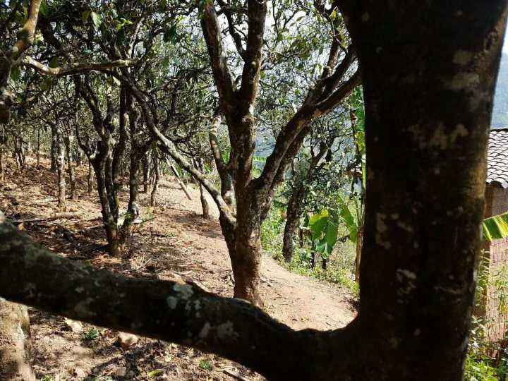 2022年鎮(zhèn)沅打筍山古樹春茶多少錢一公斤？