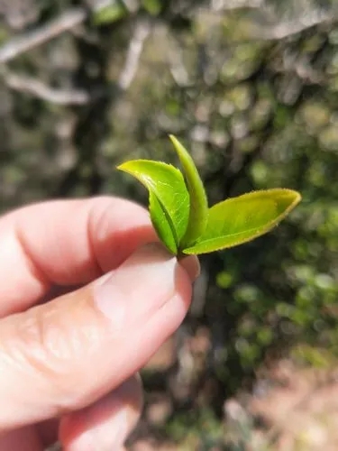 2022年野性十足的鎮(zhèn)沅打筍山古樹春茶！