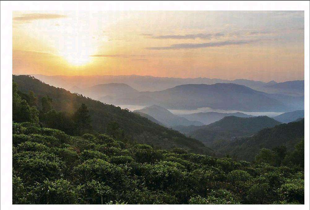 2022年鎮(zhèn)沅老烏山古樹春茶口感？