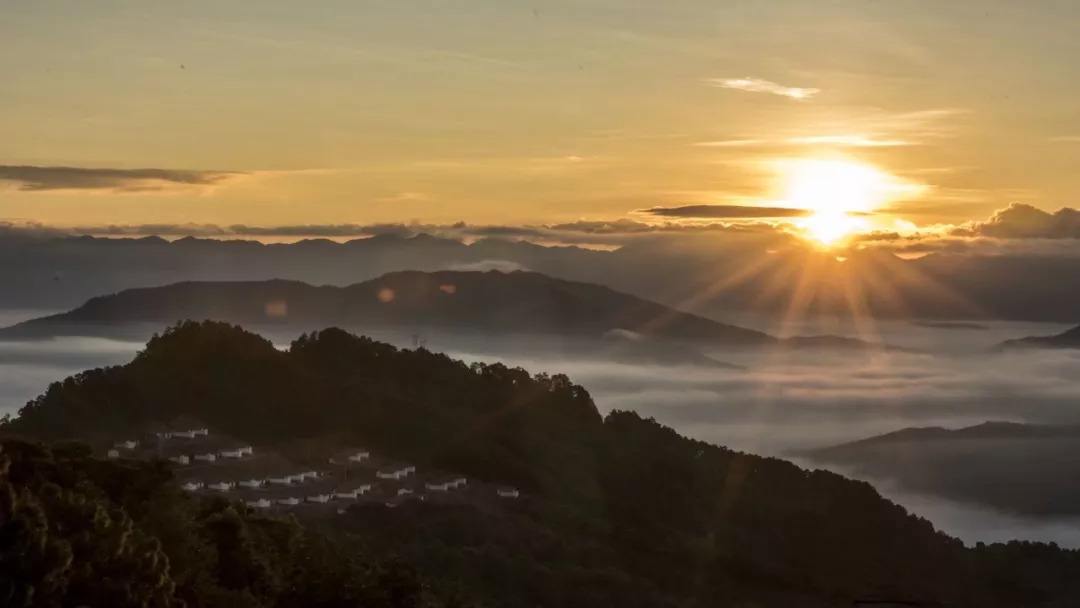 2022年別樣的味道，鎮(zhèn)沅老烏山古樹春茶