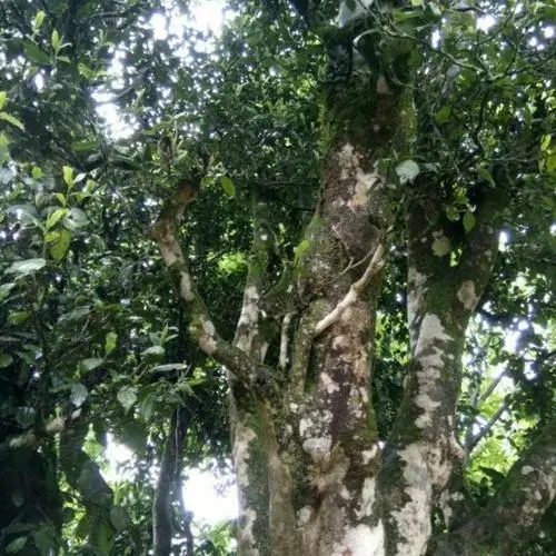 2022年鎮(zhèn)沅千家寨古樹(shù)春茶口感？