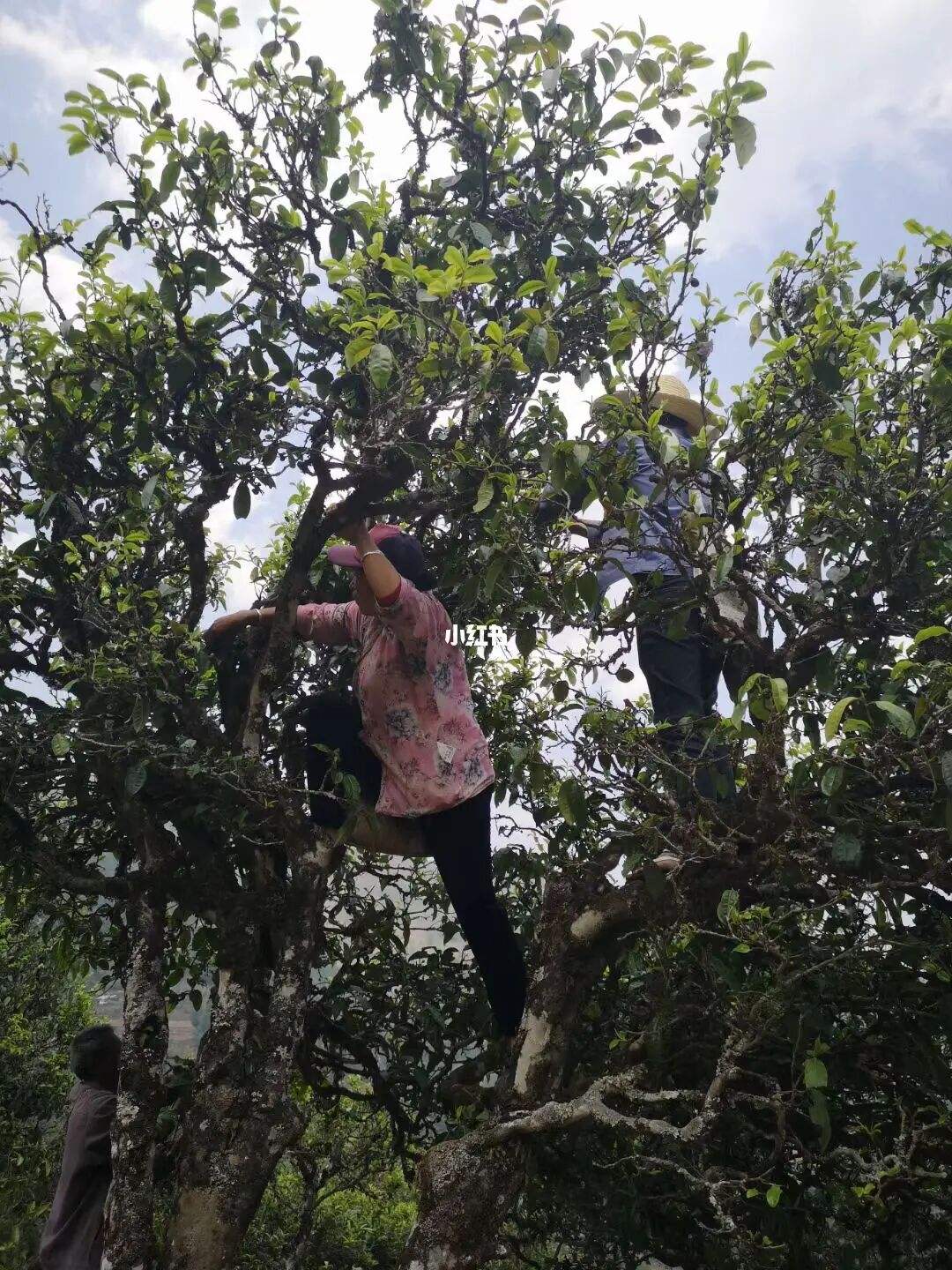 2022年寧洱擺尾箐古樹春茶特點？