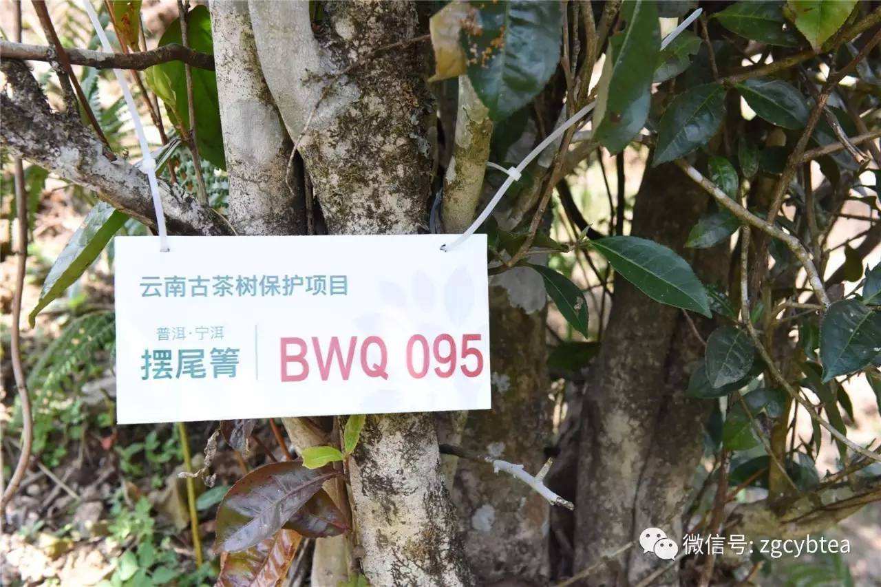 2022寧洱擺尾箐古樹春茶多少錢一公斤？