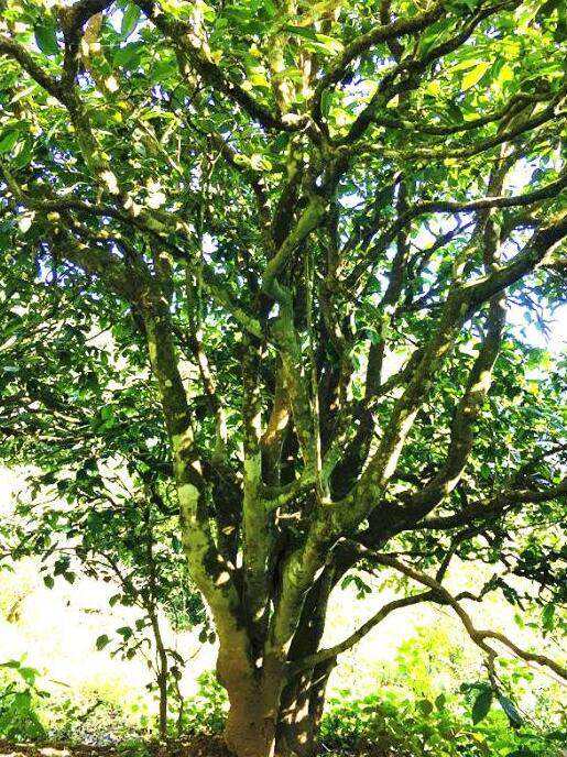 2022年這個春天，回到家鄉(xiāng)擺尾箐，與家人一起用心制茶！