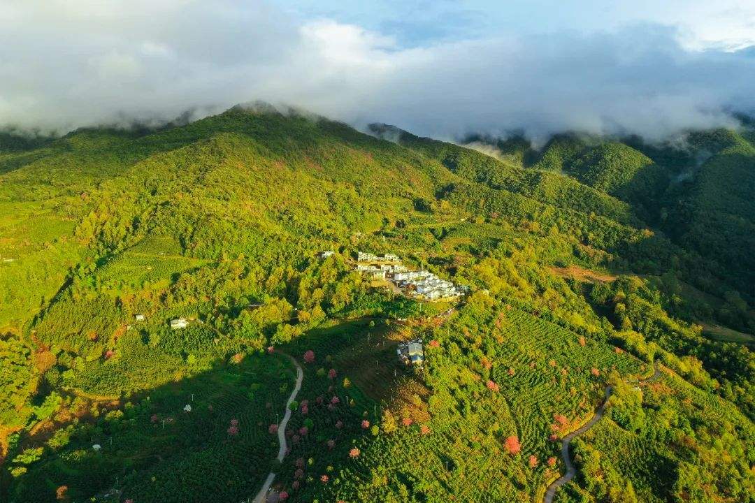 2022年困鹿山古樹(shù)春茶口感是什么？