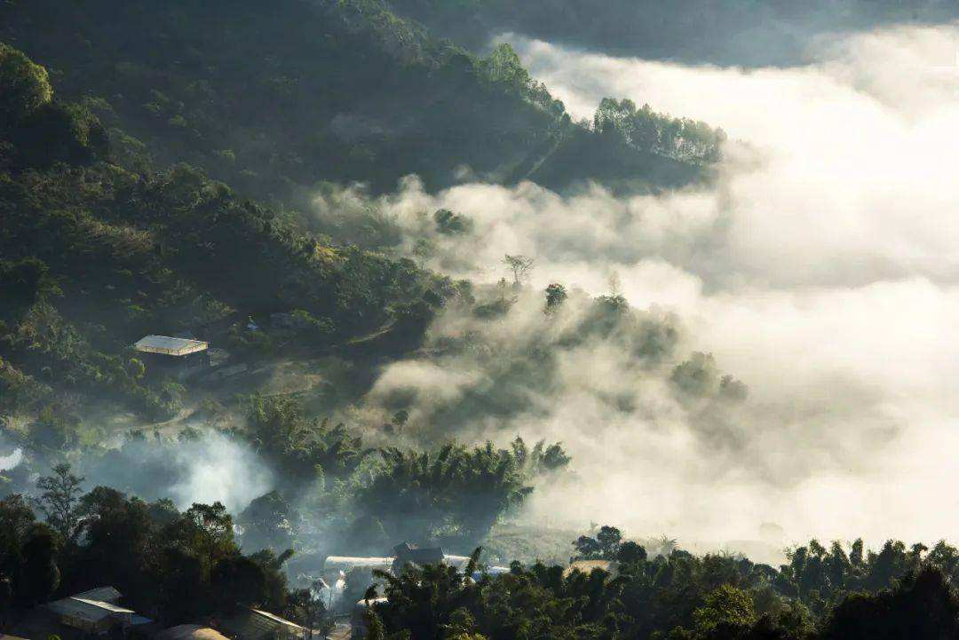 2022景邁山古樹春茶價(jià)格？