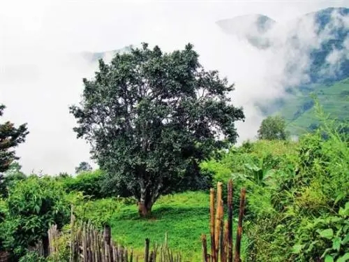 2022年邦威古樹春茶口感是什么？