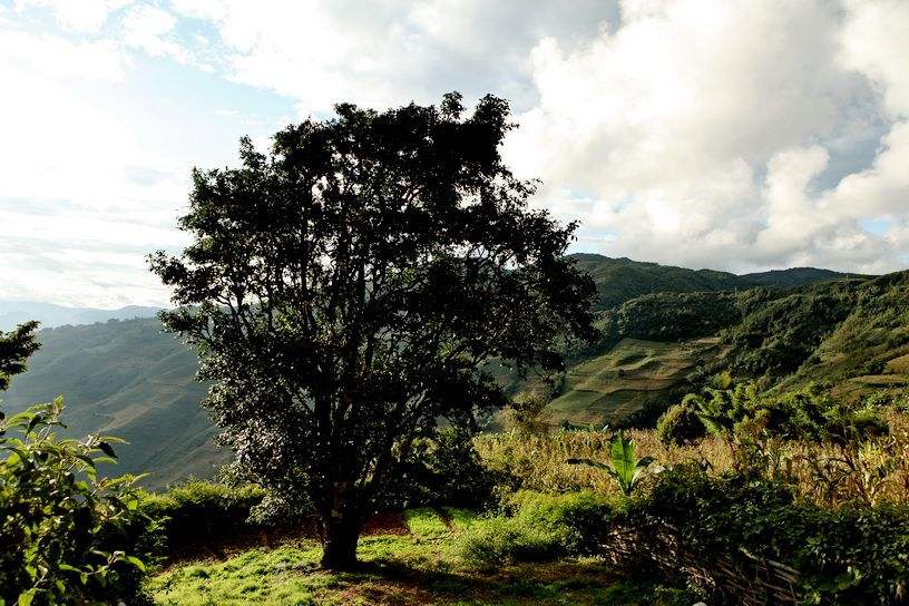 2022年邦崴古樹春茶特點(diǎn)？