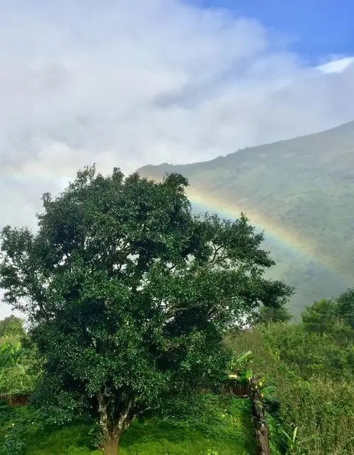 2022 年邦崴古樹春茶價(jià)格多少錢一公斤？