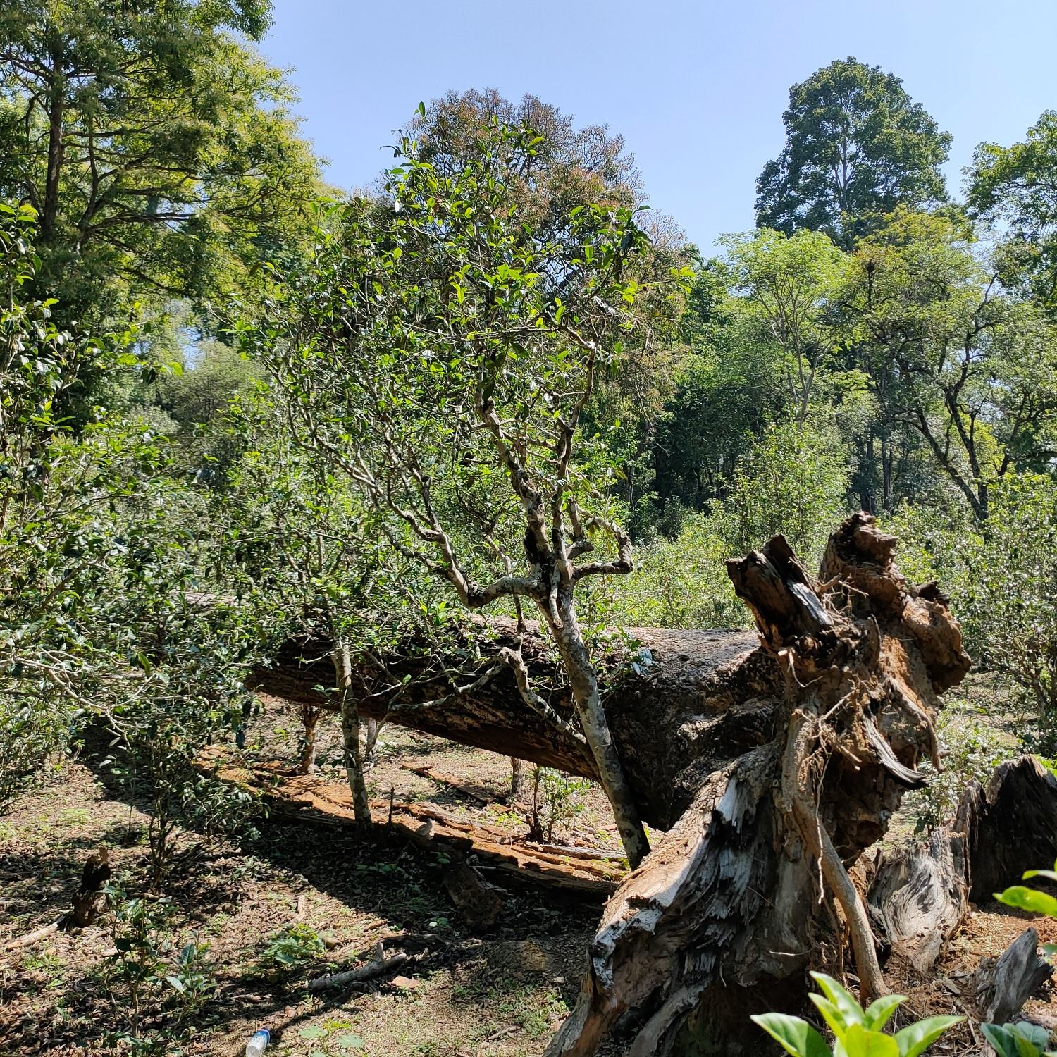 2022麻黑古樹春茶口感？