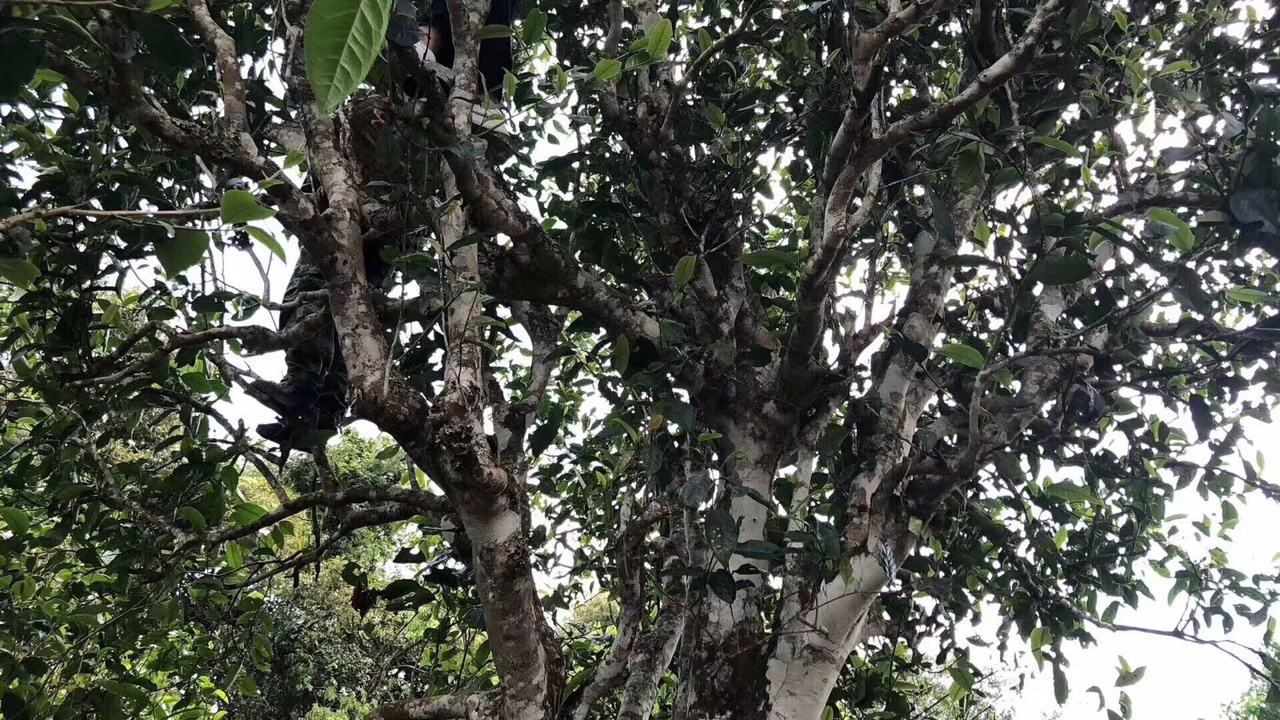 2022年麻黑古樹春茶價(jià)格？