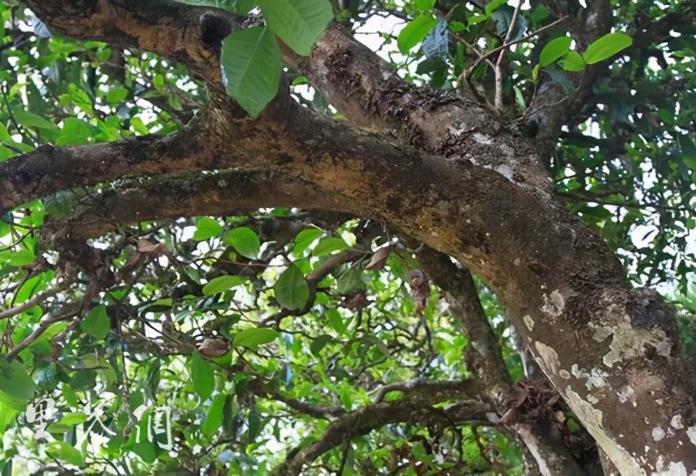 2022年繞開麻黑，你損失的將是半個易武