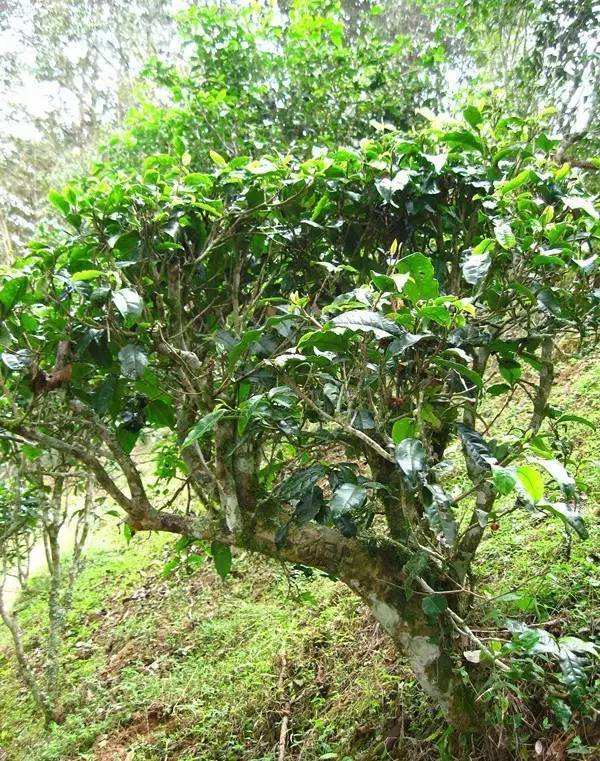 2022年落水洞古樹春茶——盞盛琥珀光，柔甜入人心