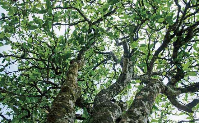 2022年落水洞古樹春茶多少錢一公斤？