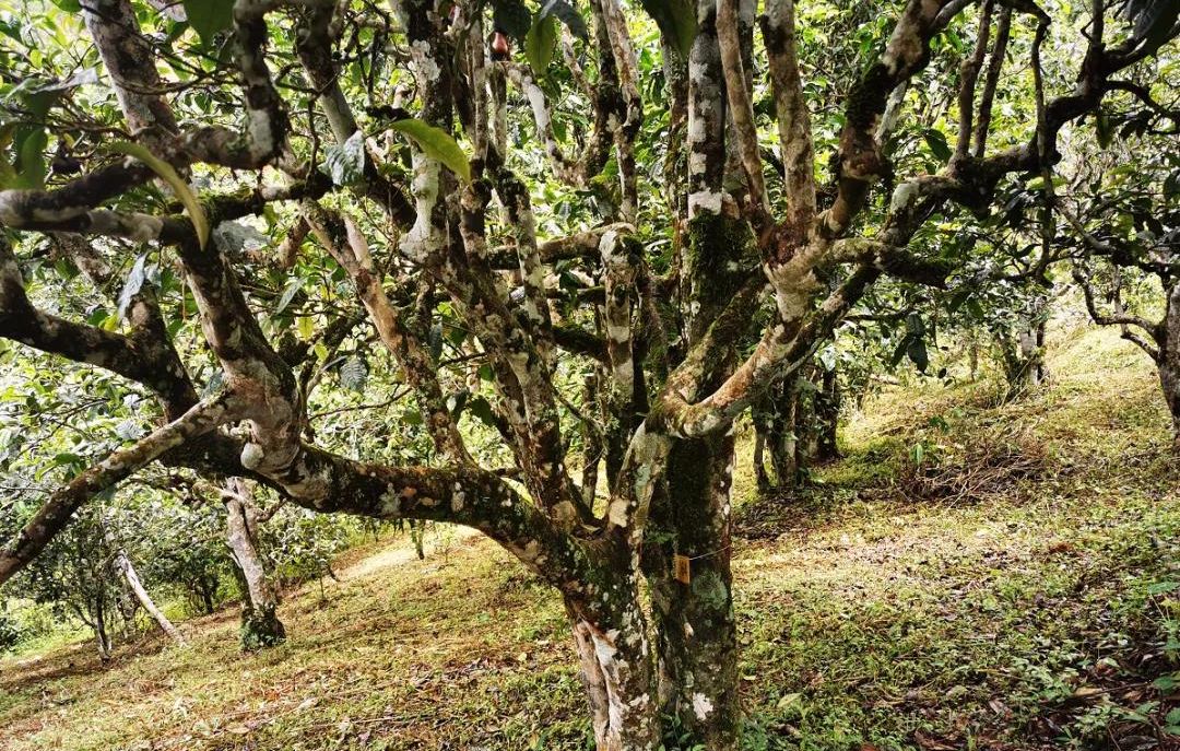 2022年落水洞古樹春茶價(jià)格？