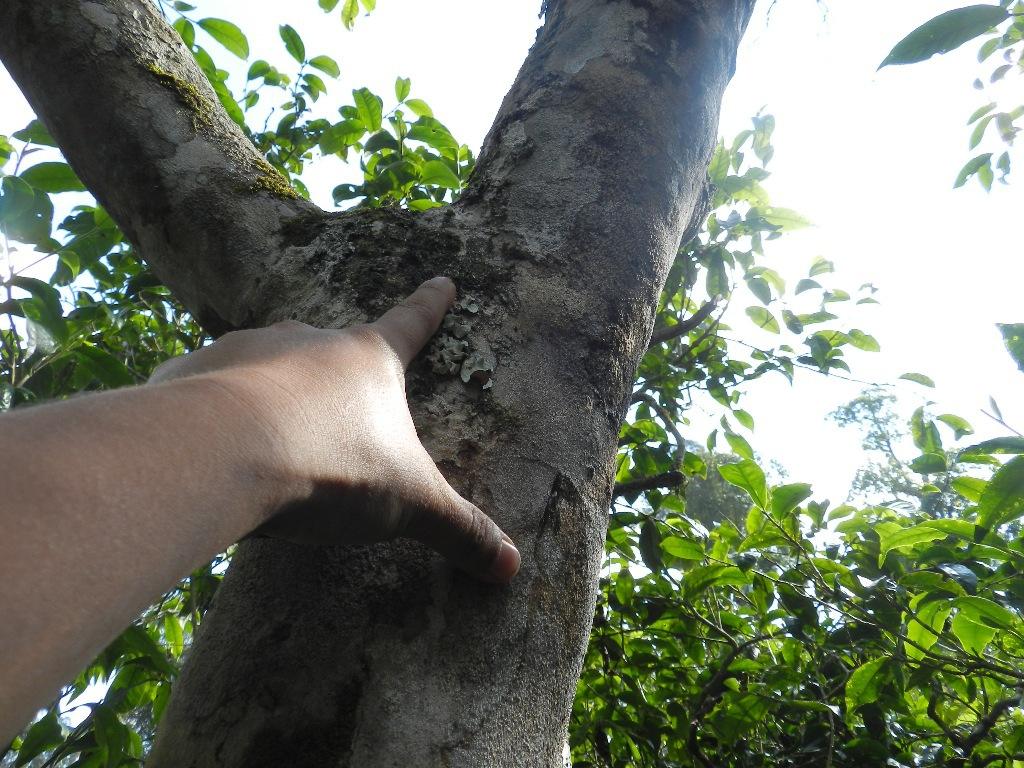 2022年大漆樹古樹春茶口感？