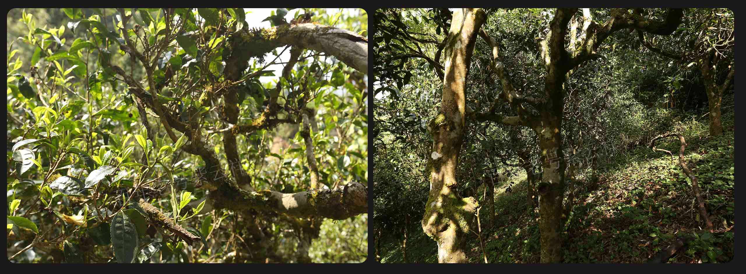 2022年大漆樹古樹春茶價(jià)格？