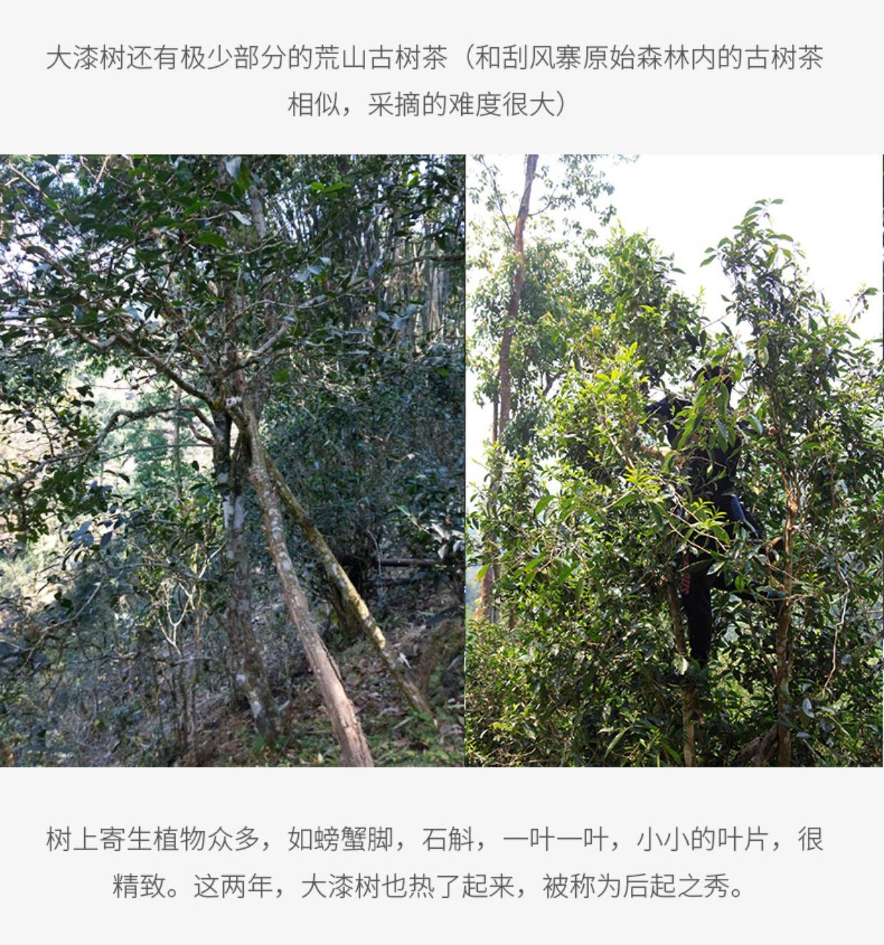 2022年大漆樹古樹春茶多少錢一公斤？