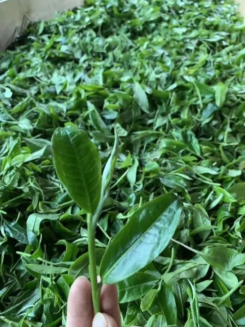 2022年彎弓古樹春茶口感？