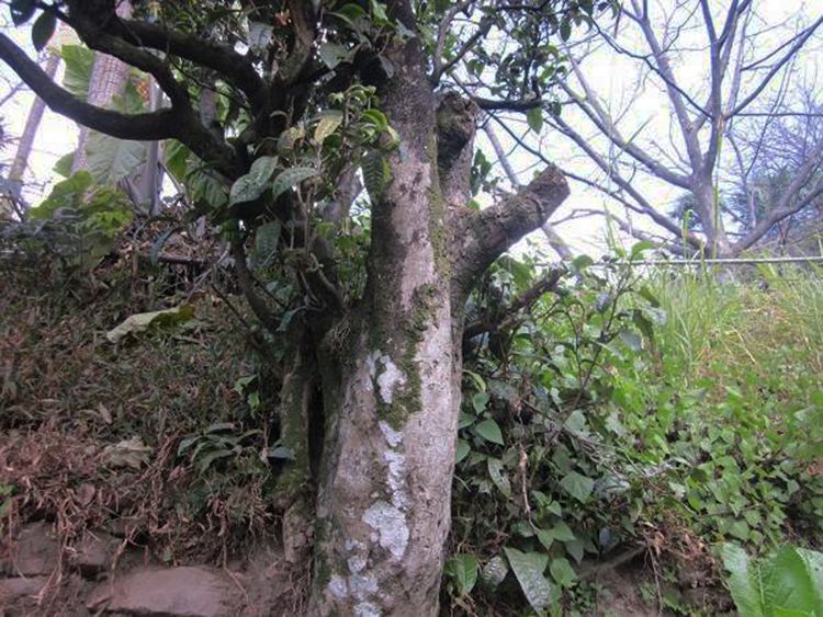 2022年白茶園古樹春茶特點(diǎn)？