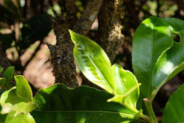 2022年白茶園古樹春茶價格？