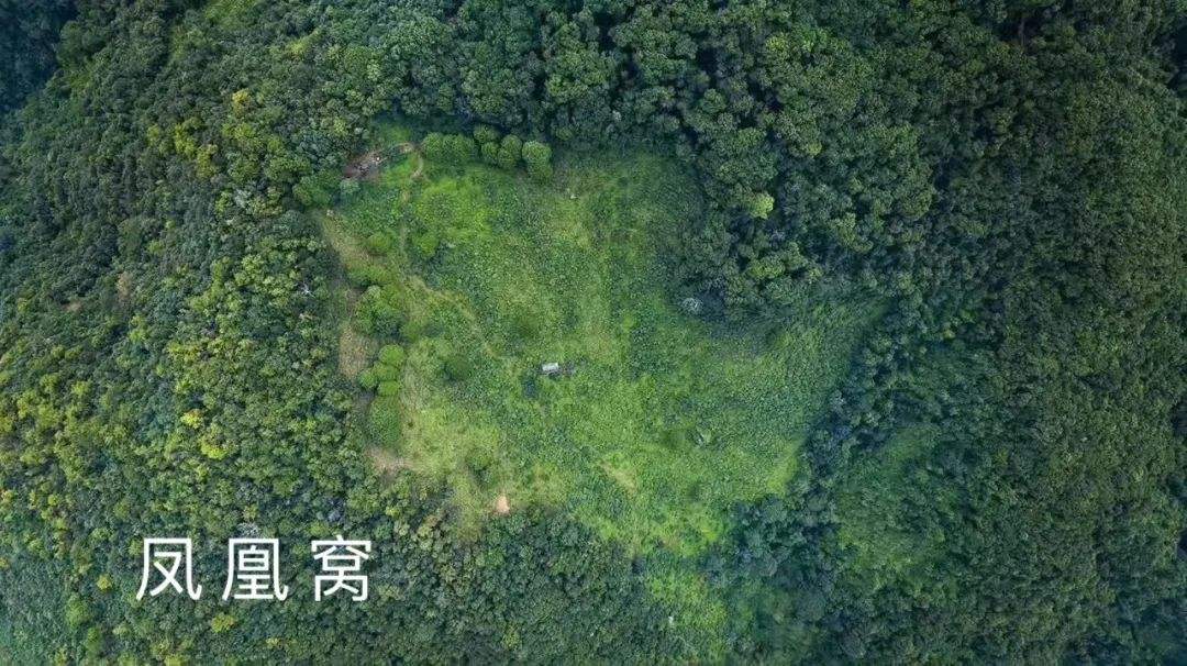 2022年鳳凰窩古樹春茶特點(diǎn)？