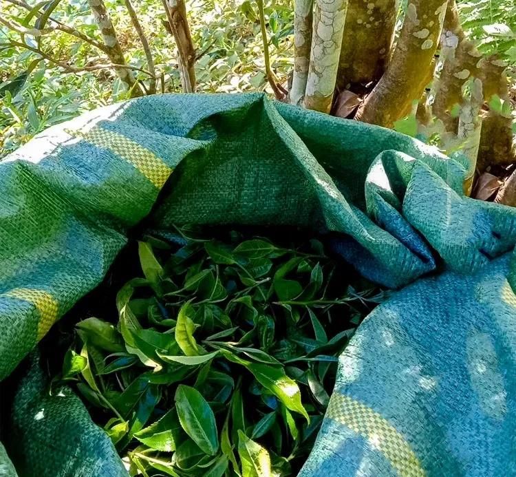 2022年鳳凰窩古樹春茶口感？