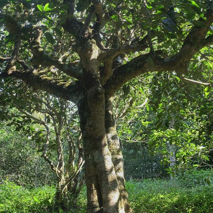 2022年鳳凰窩古樹春茶多少錢一公斤？