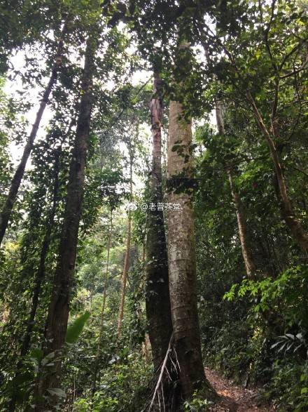 2022年刮風(fēng)寨茶王樹古樹春茶特點(diǎn)？