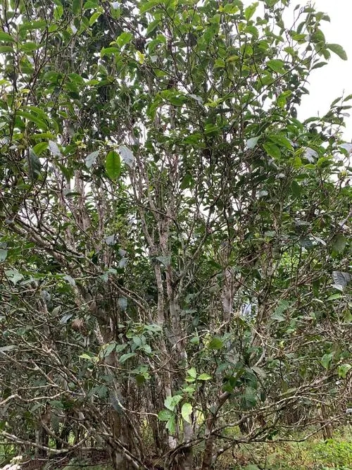 2022年刮風(fēng)寨茶王茶古樹春茶口感？