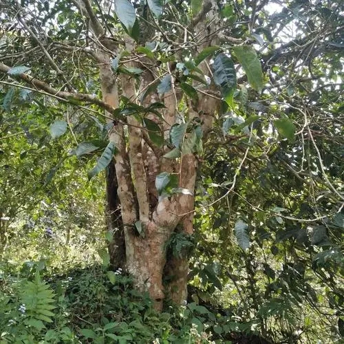 2022年刮風(fēng)寨茶王樹古樹春茶價格？