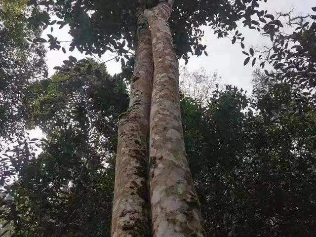 2022年冷水河古樹春茶口感？