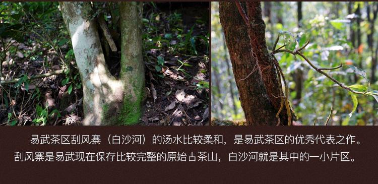 2022年白沙河古樹春茶口感？